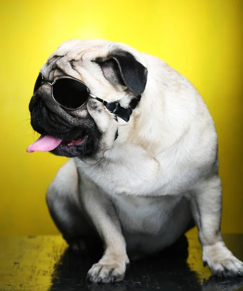 Güneş gözlüğü ile pug. — Stok fotoğraf