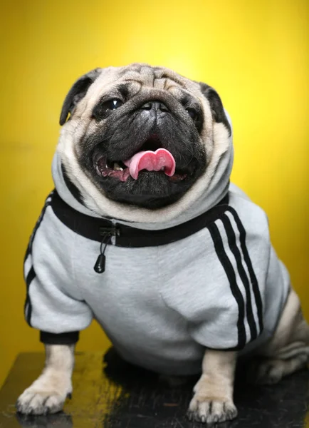 Fawn pug wearing gray dog sweater — Stock Photo, Image