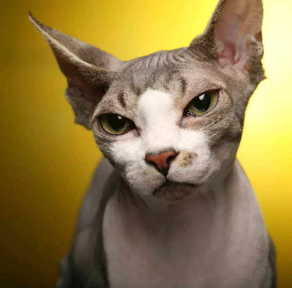 Esfinge bonito no fundo amarelo — Fotografia de Stock