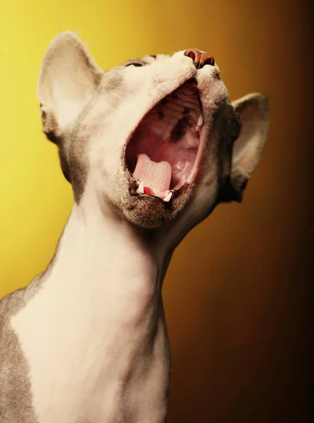 Esfinge bonito no fundo amarelo — Fotografia de Stock