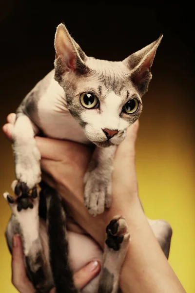 Little fun sphynx  cat. — Stock Photo, Image