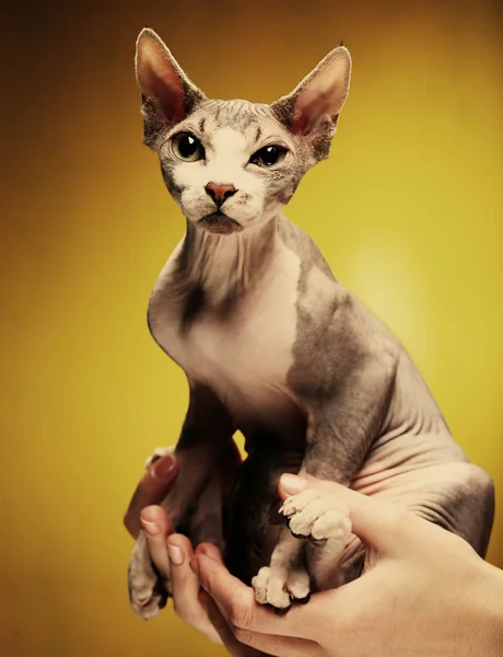 Little fun sphynx  cat. — Stock Photo, Image