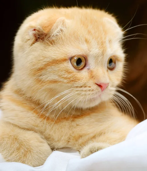 Red England lop-eared kitten — Stock Photo, Image