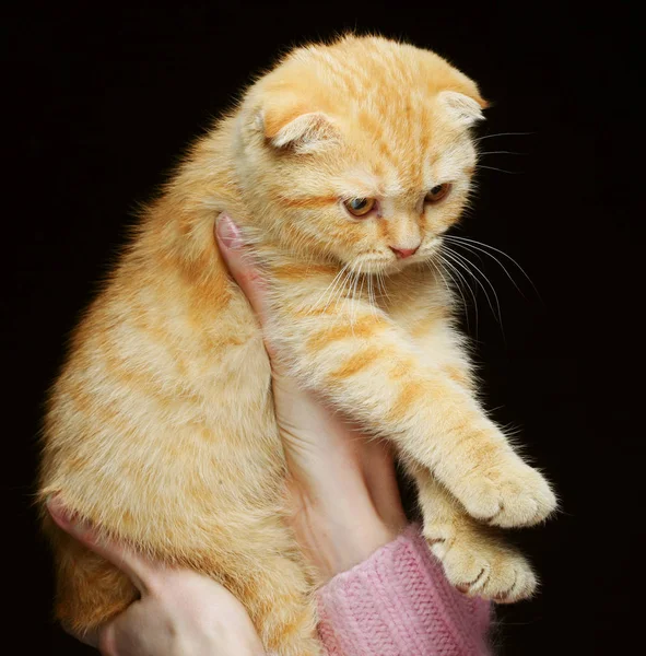 Röd england slokörad kattunge — Stockfoto