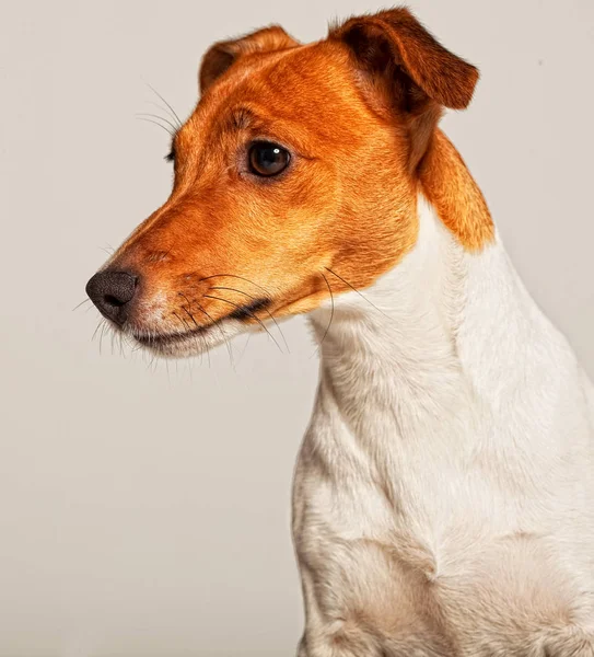 Jack Russell Terrier Fundo Branco Fechar — Fotografia de Stock