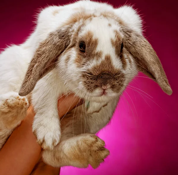 Hände halten einen Hasen auf rosa Hintergrund — Stockfoto