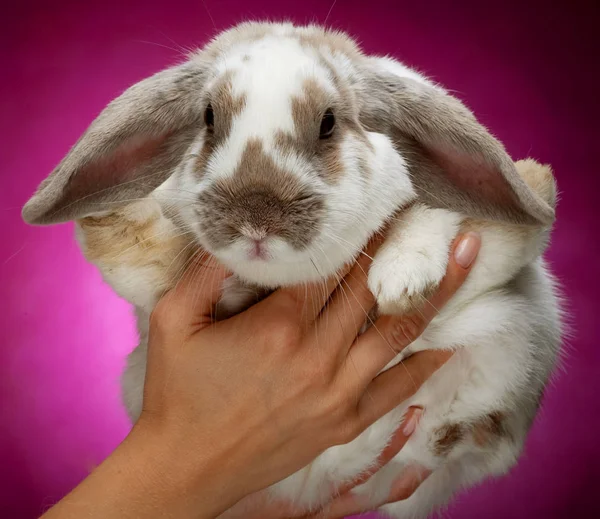 Mains tenant un lapin sur fond rose — Photo