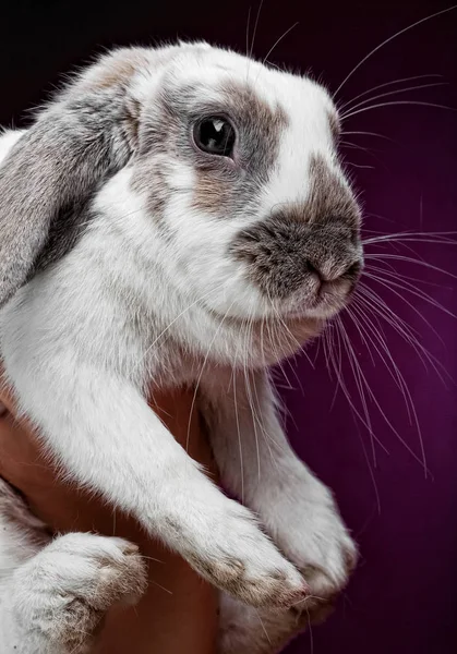 Hände halten einen Hasen auf rosa Hintergrund — Stockfoto