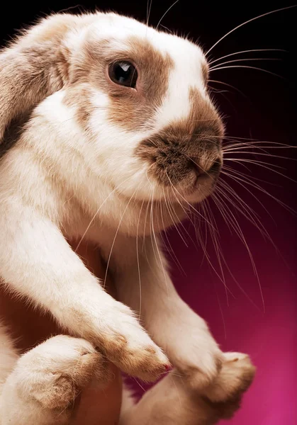 Mãos segurando um coelho no fundo rosa — Fotografia de Stock