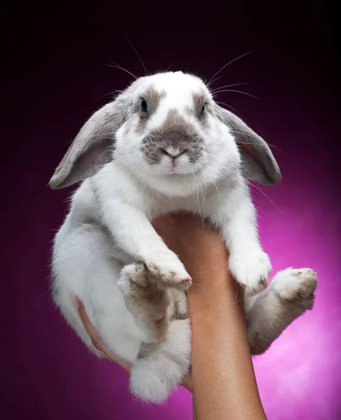 Hände halten einen Hasen auf rosa Hintergrund — Stockfoto