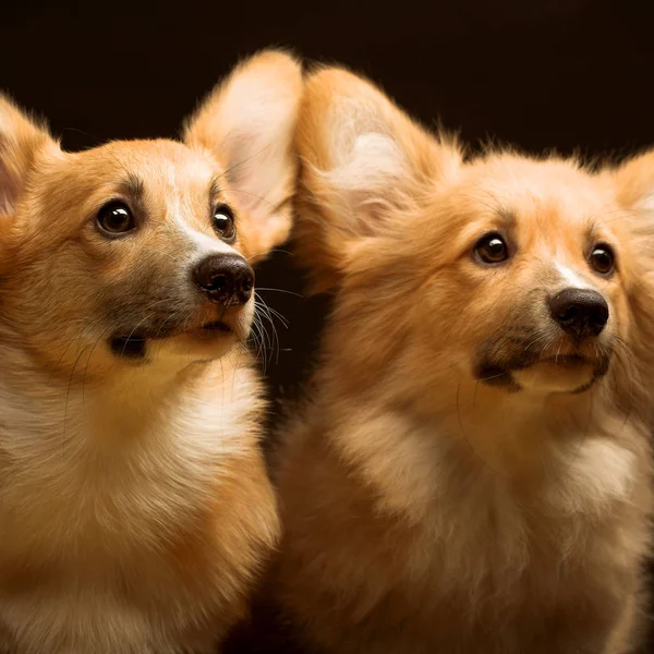 Dois cachorros. de perto — Fotografia de Stock