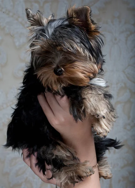 Słodkie yorkshire terrier szczeniak — Zdjęcie stockowe