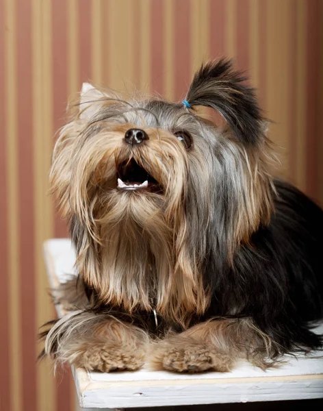 Carino yorkshire terrier cucciolo — Foto Stock
