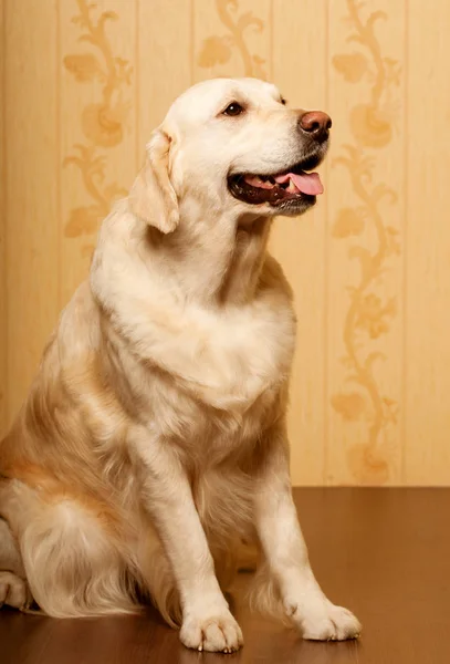 Golden retriever cão fotografado em casa — Fotografia de Stock