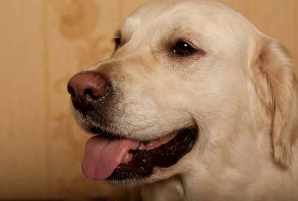 Golden retriever hund fotograferad hemma — Stockfoto