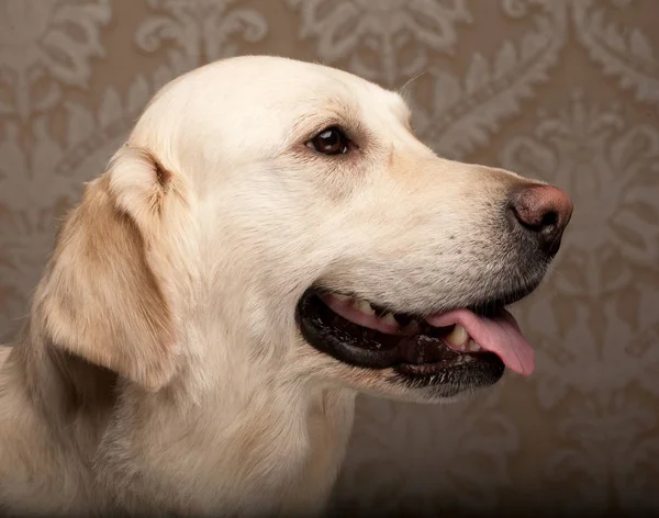 Golden retriever hund fotograferad hemma — Stockfoto