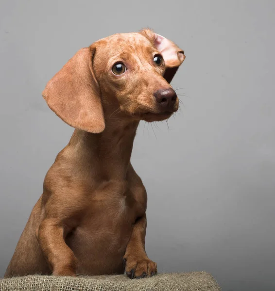 Taxa de cachorros dourados. Estúdio . — Fotografia de Stock