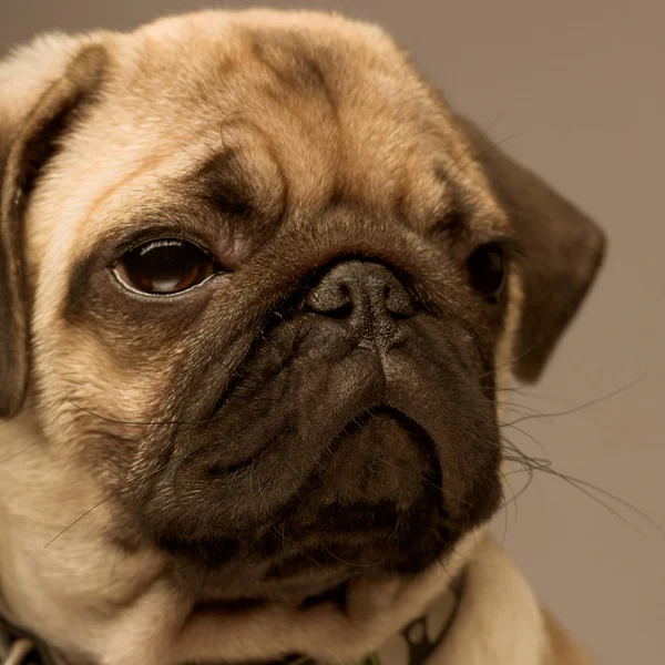 Pug puppy close-up — Stockfoto