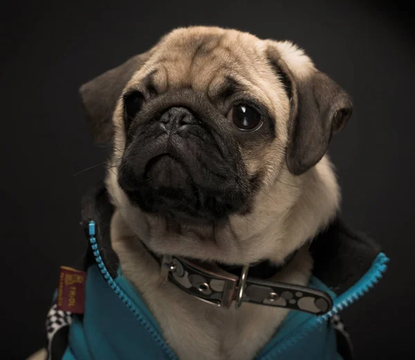 Pug wearing blue jacket — Stock Photo, Image