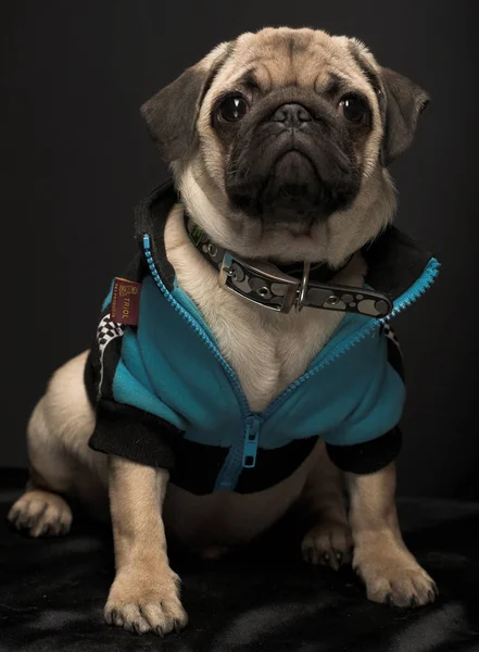 Mavi ceketli pug — Stok fotoğraf