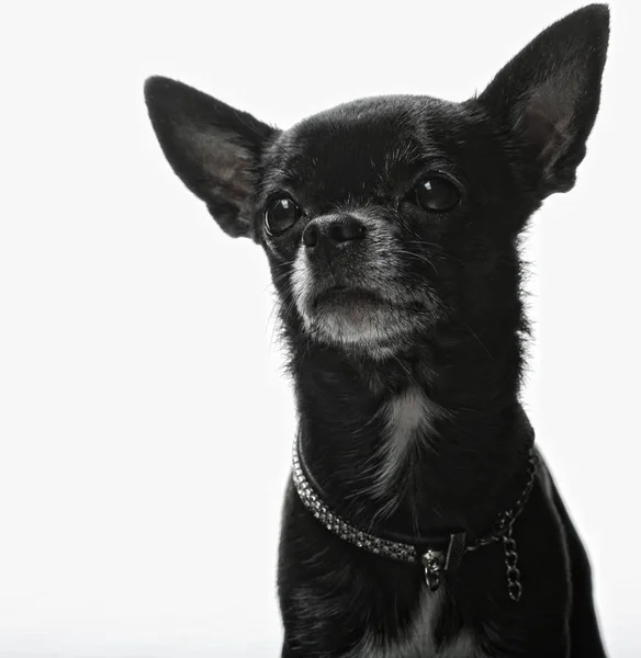 小黑狗 — 图库照片