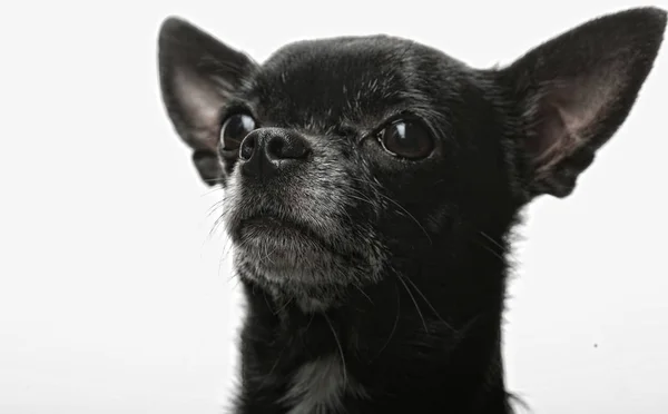 Little black puppy terrier — Stock Photo, Image