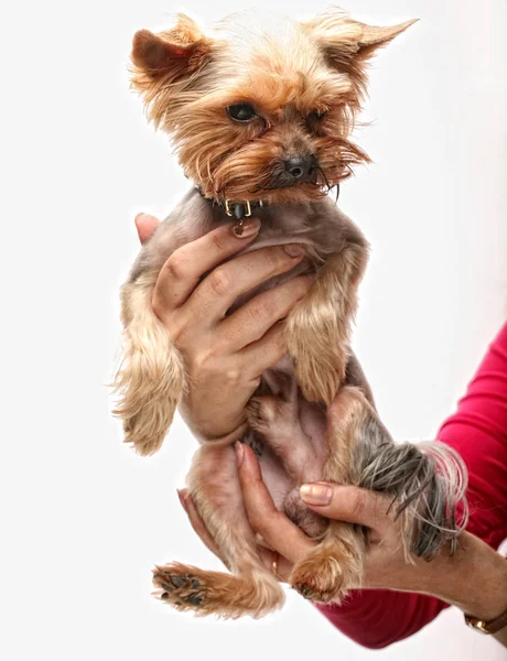 Filhote de cachorro yorkshire terrier — Fotografia de Stock