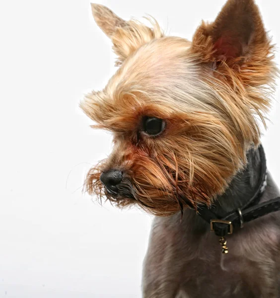 Welpe yorkshire terrier — Stockfoto