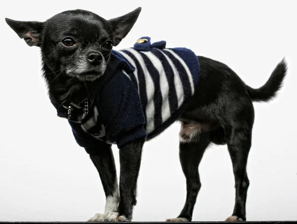 Little black puppy terrier — Stock Photo, Image