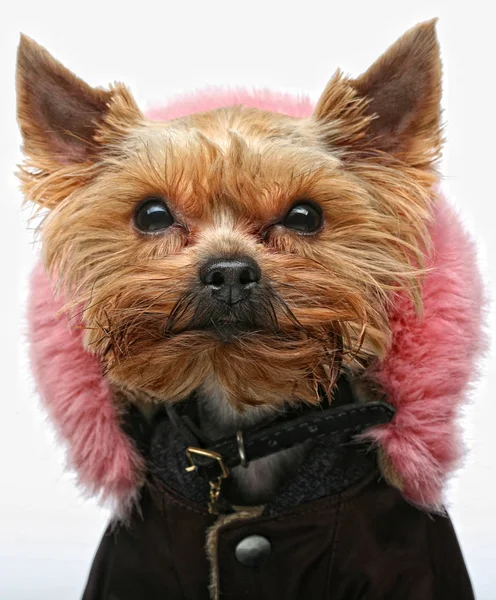 Valp yorkshire terrier — Stockfoto