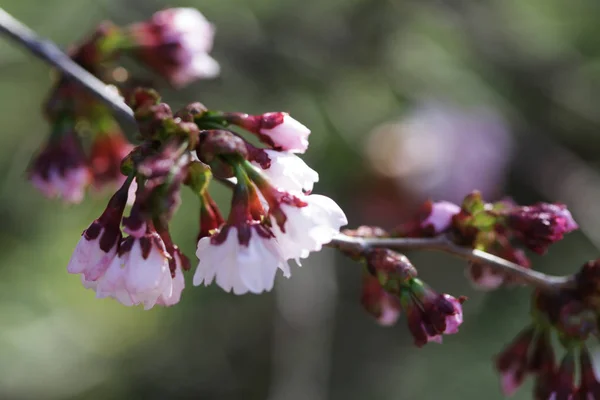 Сакура в весеннем саду. Розовые цветы . — стоковое фото