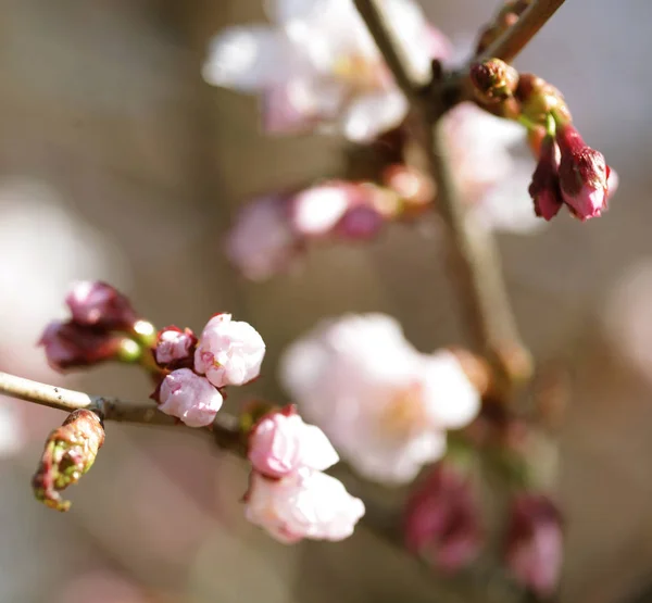 Sakura στον κήπο την άνοιξη. ροζ λουλούδια. — Φωτογραφία Αρχείου