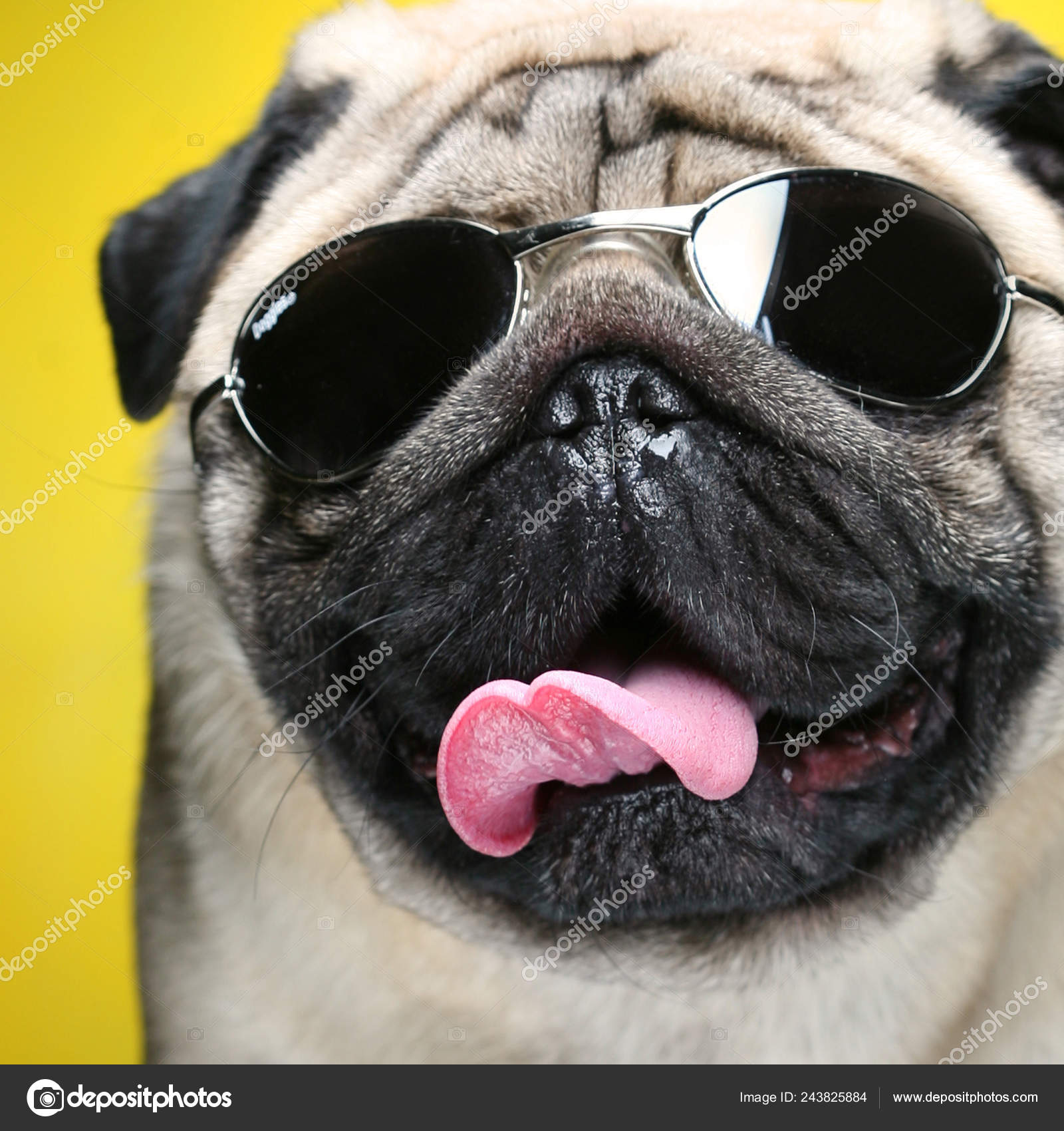 Pug Sunglasses 2024