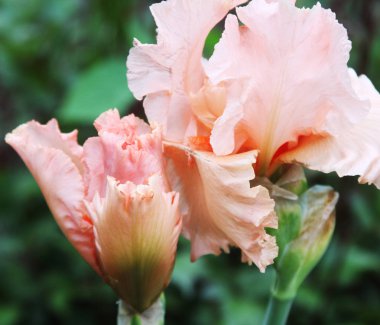 Pembe süsen çiçek açması yakın çekim