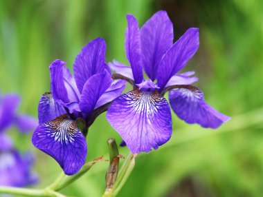 Güzel parlak süsen yakın çekim