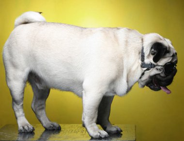 милий чоловічого мопс