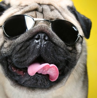 güneş gözlüğü ile pug. yakın çekim