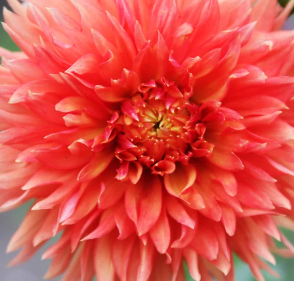 Dahlias Flowerbed Fine Sunny Day Close — Stock Photo, Image