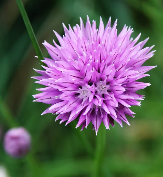 Grande flor roxa perto — Fotografia de Stock