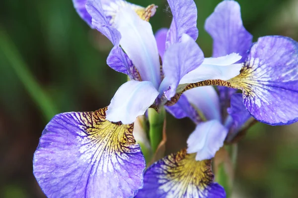 Beautiful bright irises close up — Stock Photo, Image