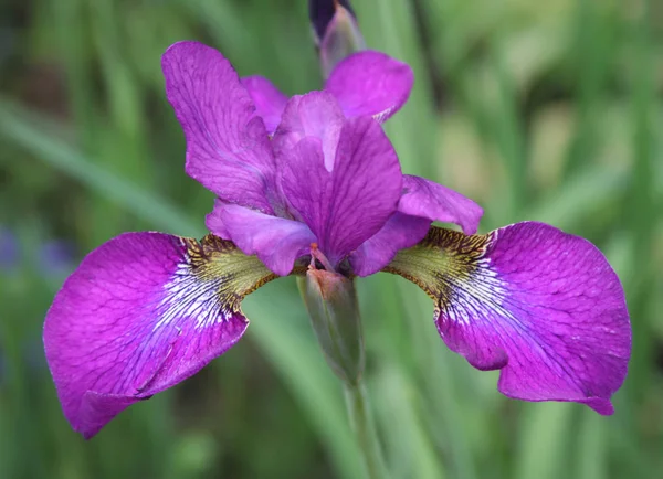 Hermosos iris brillantes de cerca — Foto de Stock