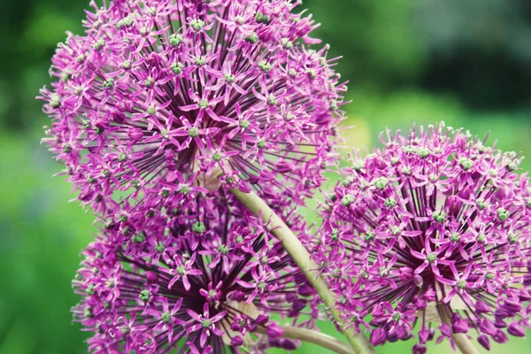 Big purple flower close up — Stock Photo, Image
