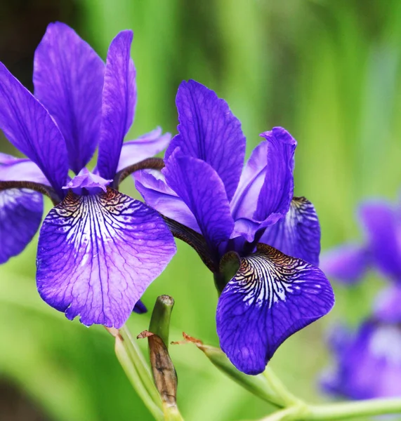 Hermosos iris brillantes —  Fotos de Stock