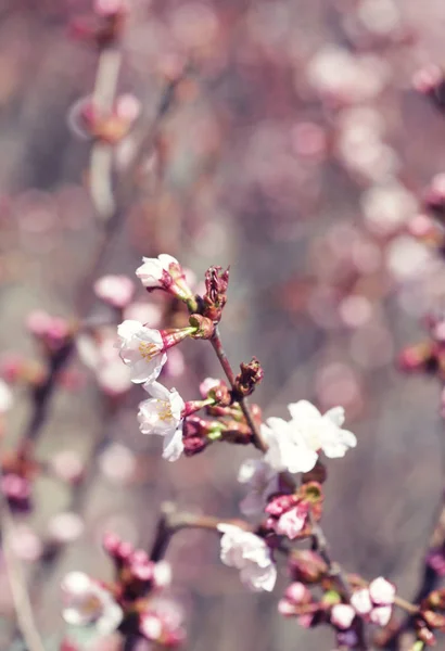 Sakura in the spring garden. — Stock Photo, Image