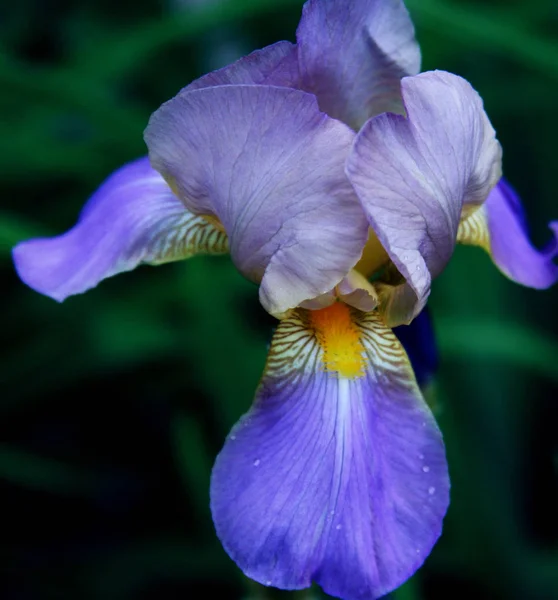 Primo piano del fiore dell'iride — Foto Stock