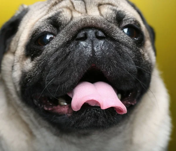 Söt Manliga Pug Gul Bakgrund — Stockfoto