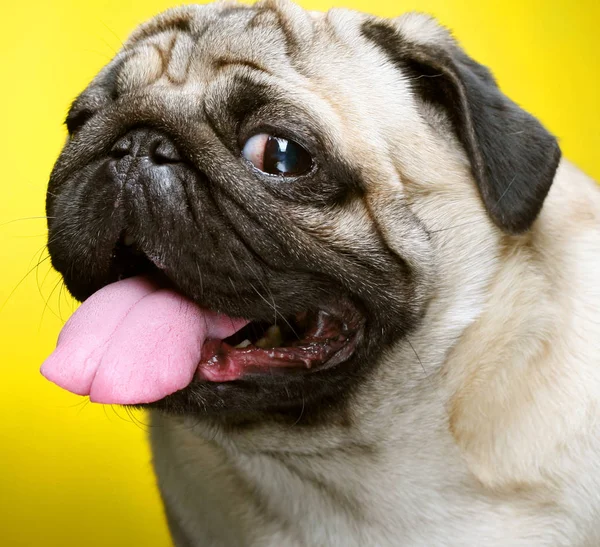 น่ารัก ชาย Pug — ภาพถ่ายสต็อก