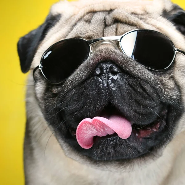 güneş gözlüğü ile pug.