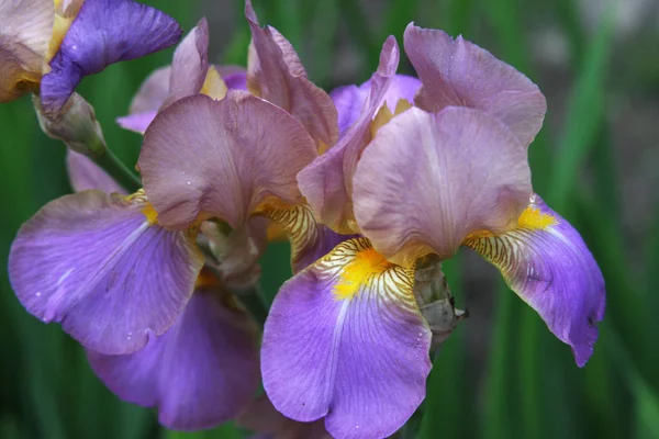 Close-up dari bunga iris — Stok Foto