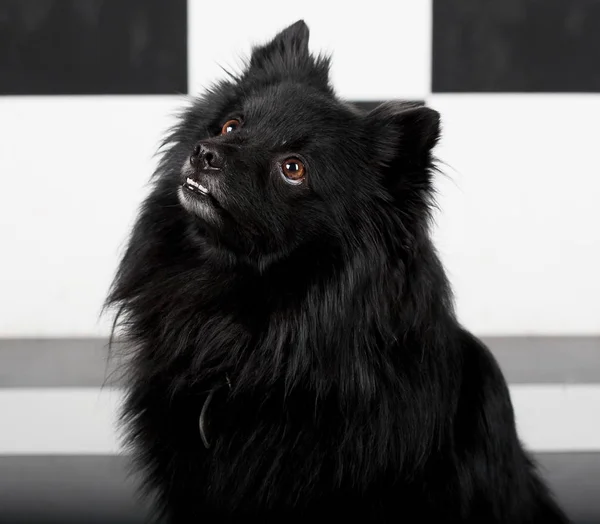 Cão preto perto — Fotografia de Stock